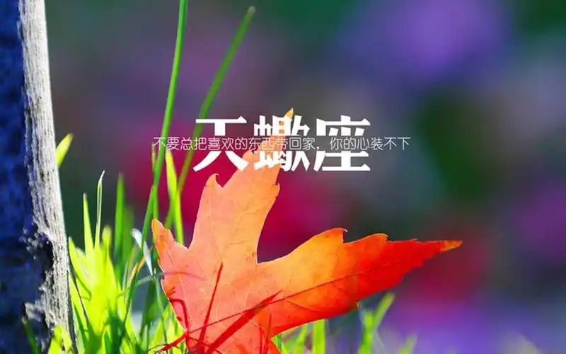 天蝎座文字语录图片桌面壁纸