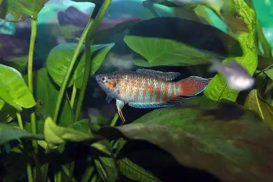 地球上10大最好养的小型冷水观赏鱼金鱼和锦鲤上榜你养了吗