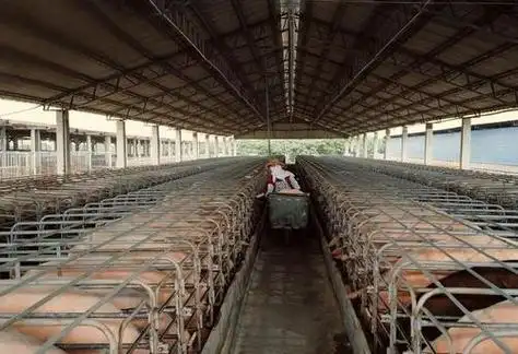 扬翔猪场薪酬收入广西扬翔股份有限公司