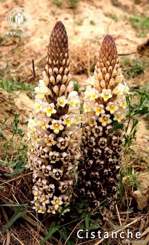 苁蓉小科普沙漠人参肉苁蓉的主要五大活性成分及功效作用