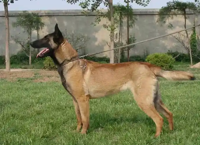 这些狗能力不逊于军犬,却一直被军犬界遗忘_马犬_杜高犬_性格