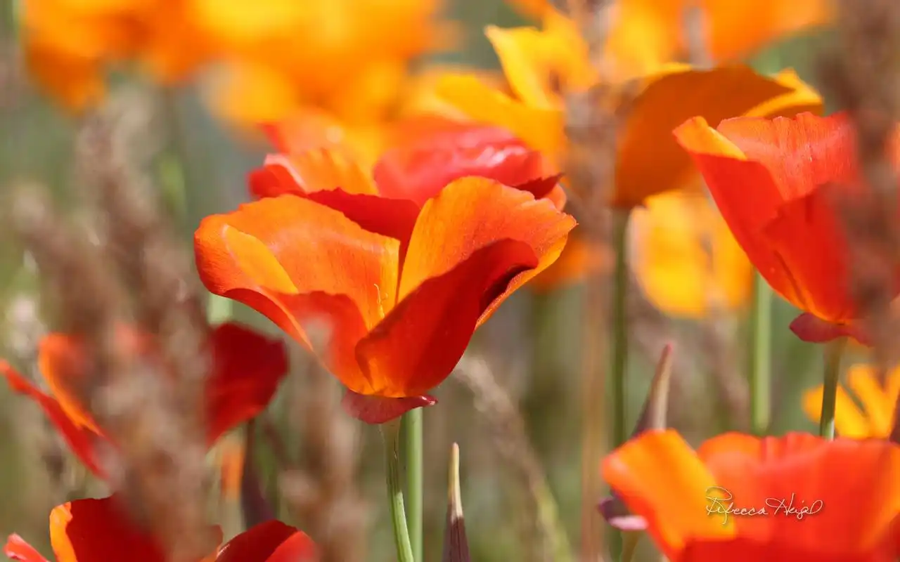 夏日绽放高清win10电脑桌面主题壁纸下载(三)