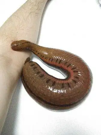 让水蛭吸自己血2小时!治疗各种疾病有奇效