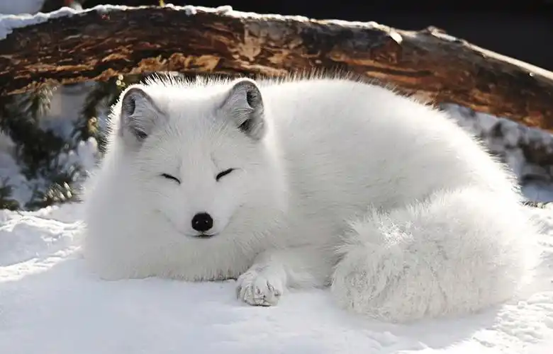 北极独行侠——挪威北极狐