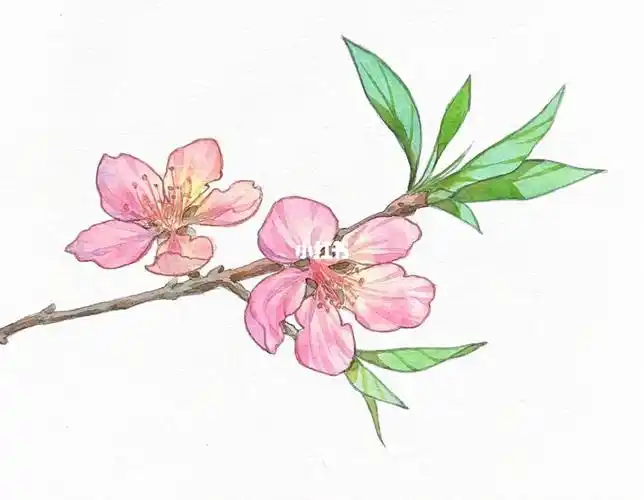 水彩桃花