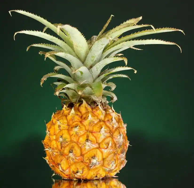 成熟的菠萝暗绿色背景