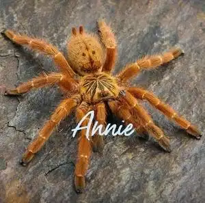 非洲烈阳橙巴布c8入门级高人气宠物蜘蛛