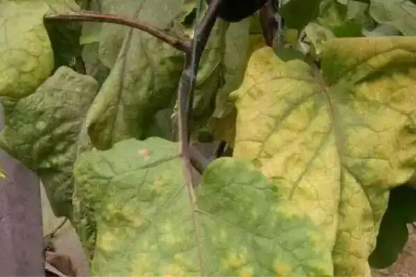 4,缺素造成植株营养不良而出现黄叶在茄子生长过程中,不仅要注意氮磷