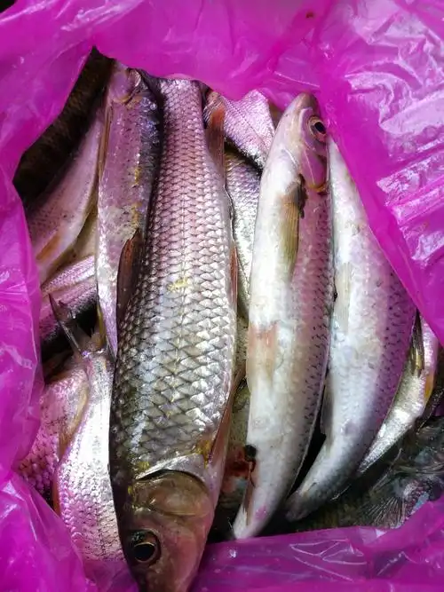 灵川灵田灌河游