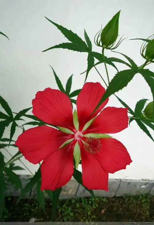【赏花】红秋葵 - 京田海子 - 京田海子~浪