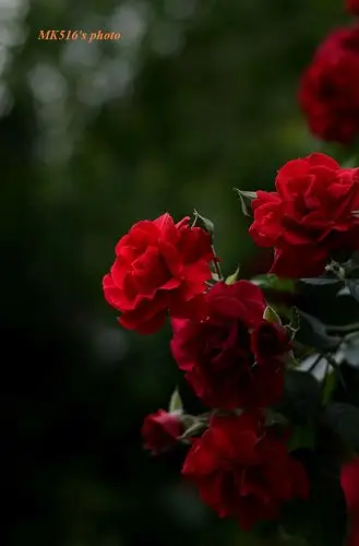 【奥美尼佳】-----暗调下的蔷薇花