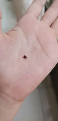 狗身上这是什么虫子