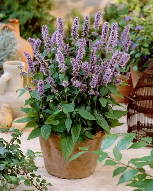 夏天家里养盆它驱蚊除异味蚊子再多都不怕