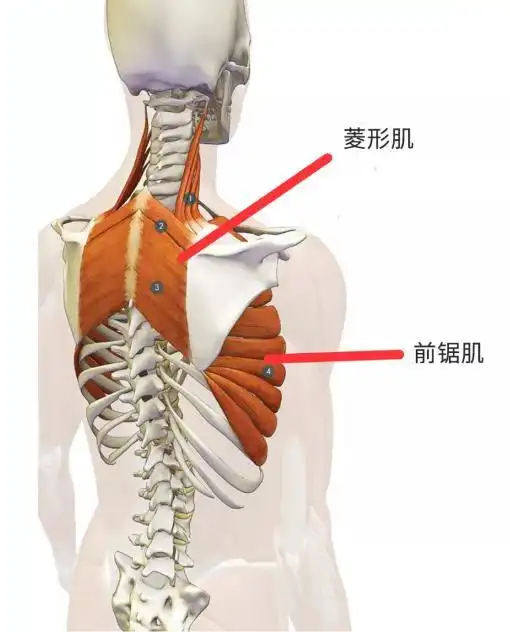 因控制肩胛骨下沉的肌肉(下斜方肌,背阔肌,胸小肌和锁骨下肌)力量太弱