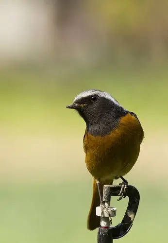 拍摄北红尾鸲公鸟(一)