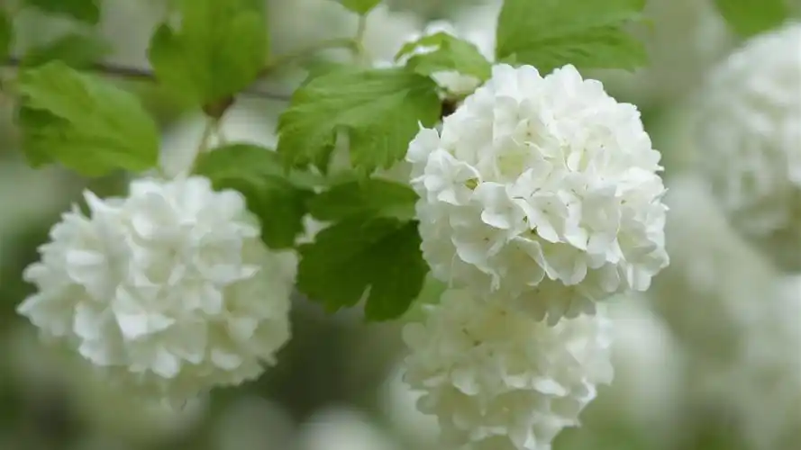 白色绣球花花序4k