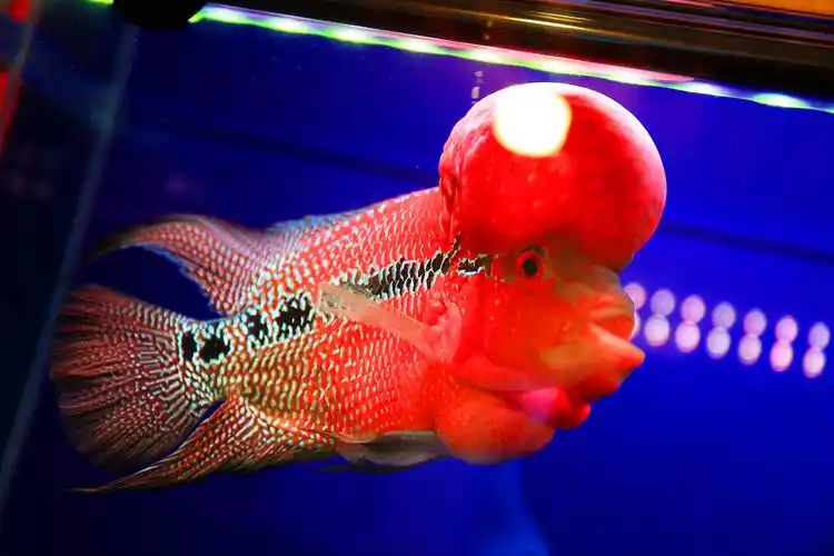 憨态可掬的罗汉鱼 - 黑龙江摄影站 - 环球数码摄影