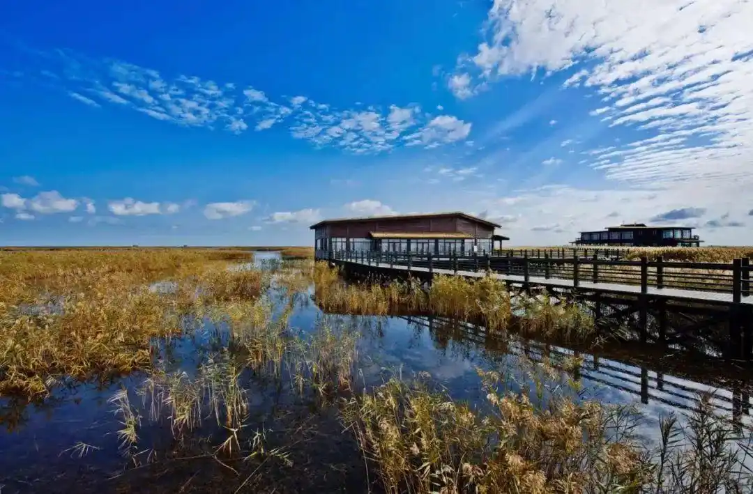 「探索」南汇东滩,崇明东滩…上海噶许多湿地你去过吗?