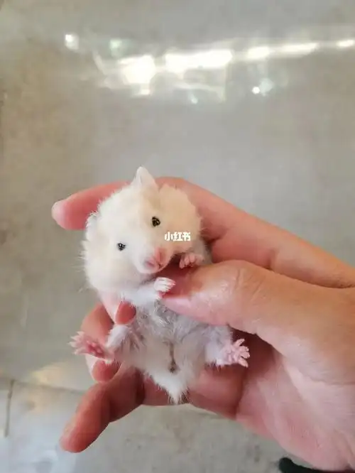 金丝熊帮忙分辨公母|金丝熊崽子全是母的?