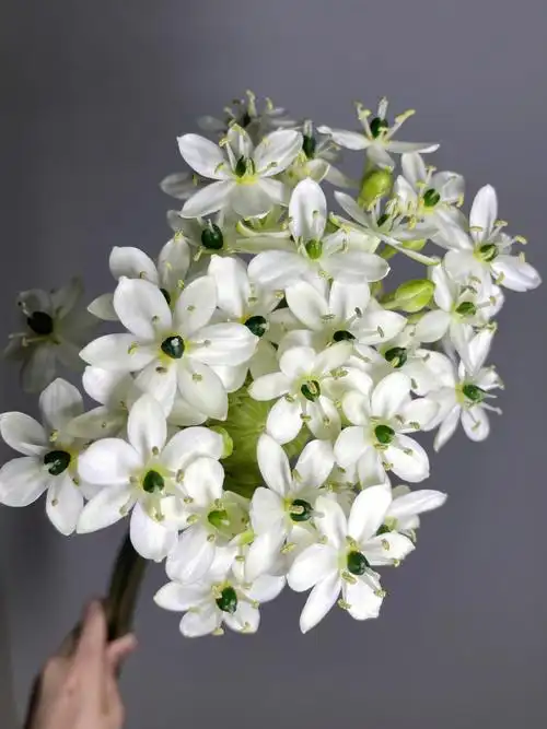 no73天鹅绒伯利恒之星