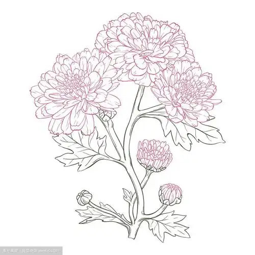 菊花简笔画(菊花简笔画简单又漂亮儿童画)