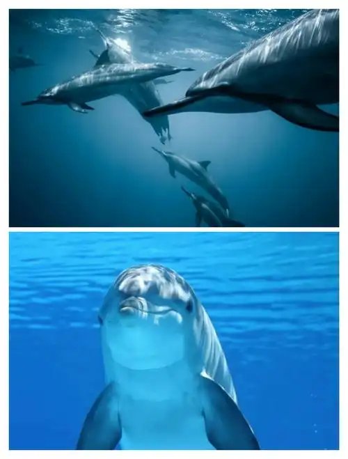 有自由自在海底遨游的小动物