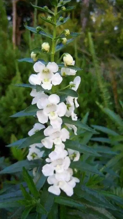 百花诗集之二七四《玄参》