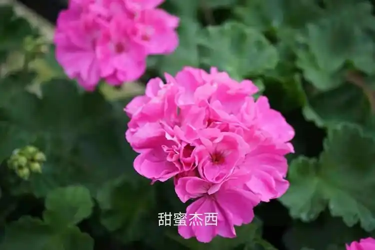 重瓣直立天竺葵花苗 大花重瓣垂吊天竺葵盆栽 四季开花阳台植物