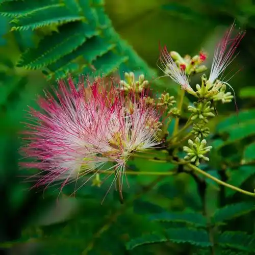 中药家族里最浪漫的一味合欢花