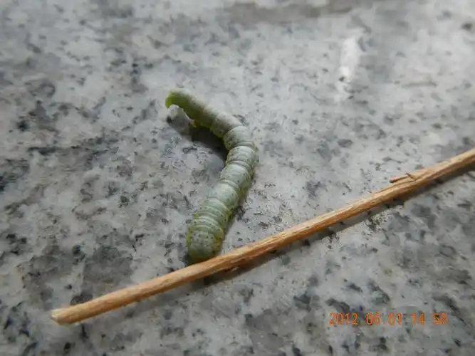 p>尺蠖(chǐ huò), a href="#" data-lemmaid="4339231">尺蛾 /a>的