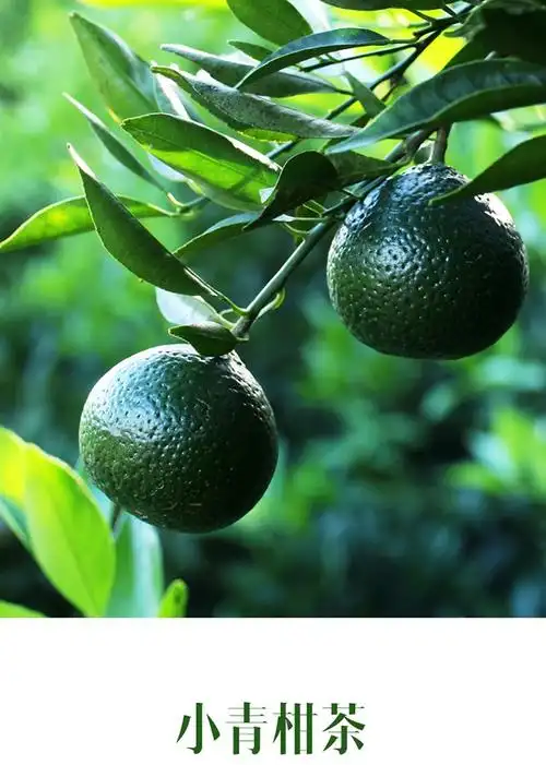 顺丰梅江产区新会柑鲜果圈枝大红柑正宗新会陈皮柑茶枝柑小青柑新鲜