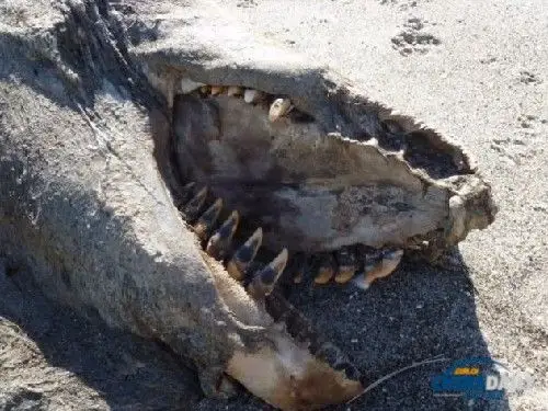 血盆大口酷似恐龙9米海怪尸体现身新西兰海滩