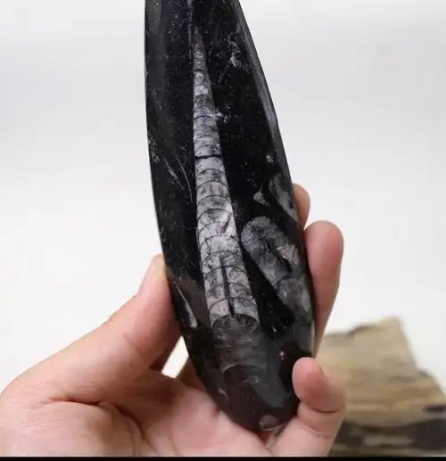 古生物大尺寸角石化石原石古海洋生物志直角石标本原