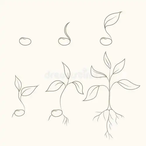 植物生长顺序简笔画