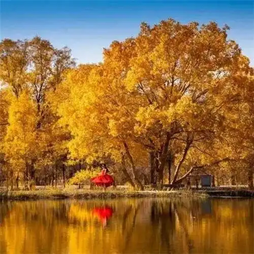 秋天的头像图片大全 高清有氛围感唯美适合秋天的微信头像_风景微信