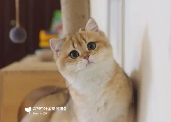 种猫介绍自留金渐层ny25色的妹妹