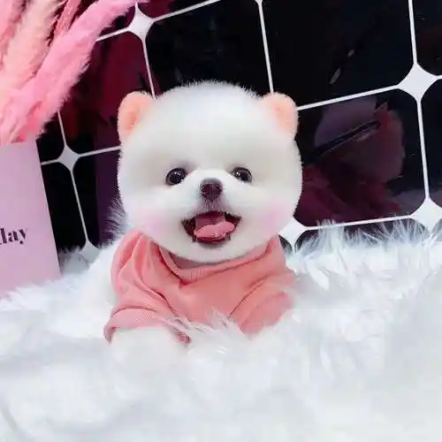 茶杯犬免费领养