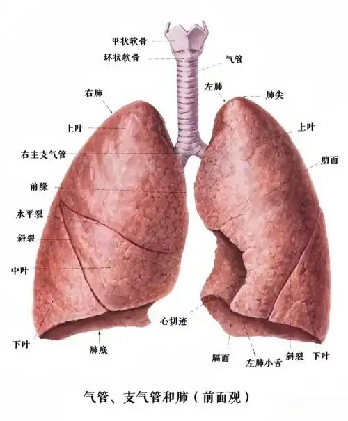 世界肺炎日,关于肺健康,看这篇就够了