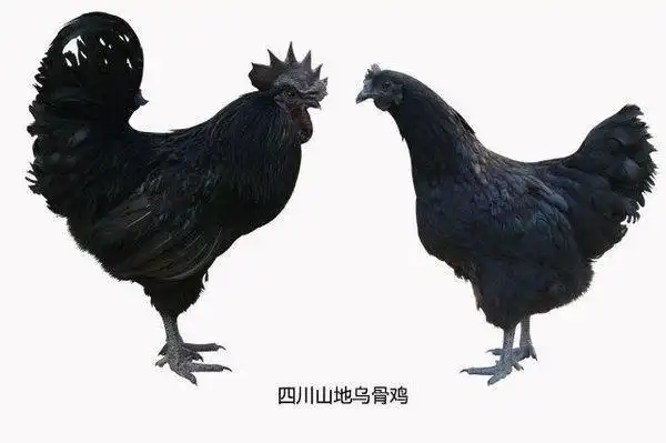 怎样分辨乌骨鸡的公母,从鸡冠上