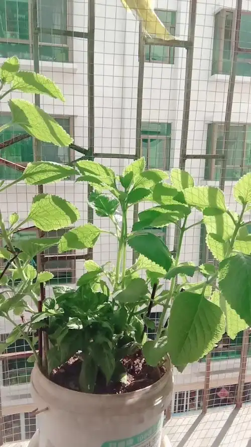 我种的云南白药长得好哦!