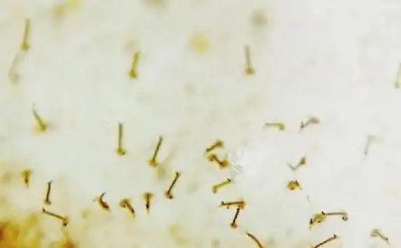 蚊子不吸血能活多久蚊子不吸血会怎么样多图