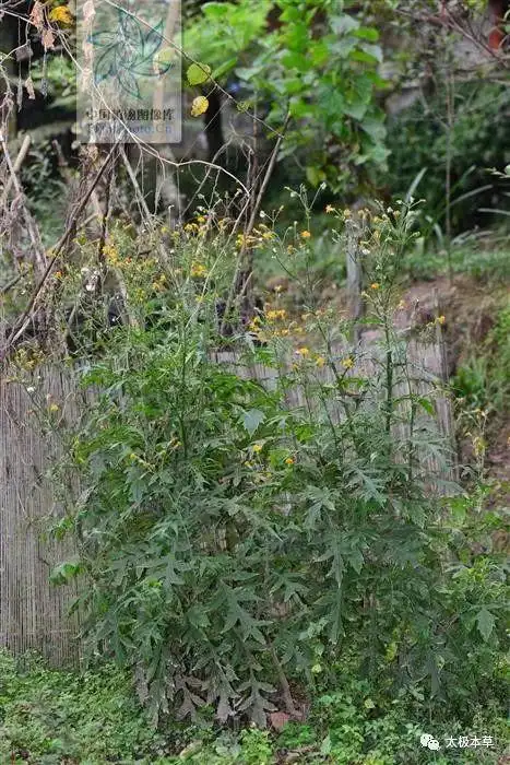 见肿消,见过吗?能活血消肿.治跌打损伤,瘀血肿痛