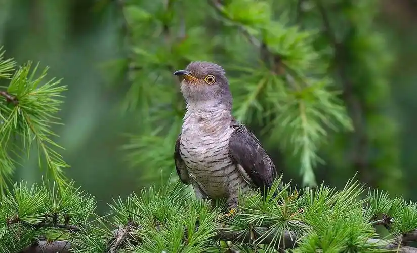 其实不然,斑鸠不干这种缺德事,占喜鹊窝的鸟有杜鹃鸟,还有红脚隼.