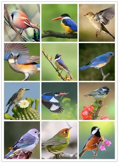 2万张门票免费送南阳百鸟奇幻展盛大来袭百种珍稀鸟类孔雀女神大鸵鸟