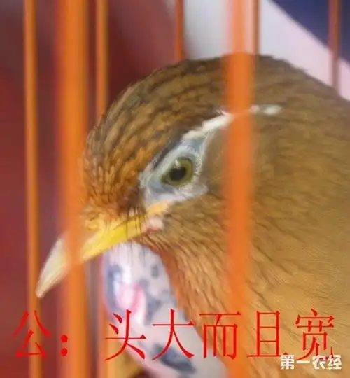 画眉鸟怎么分公母?公画眉和母画眉有什么区别?