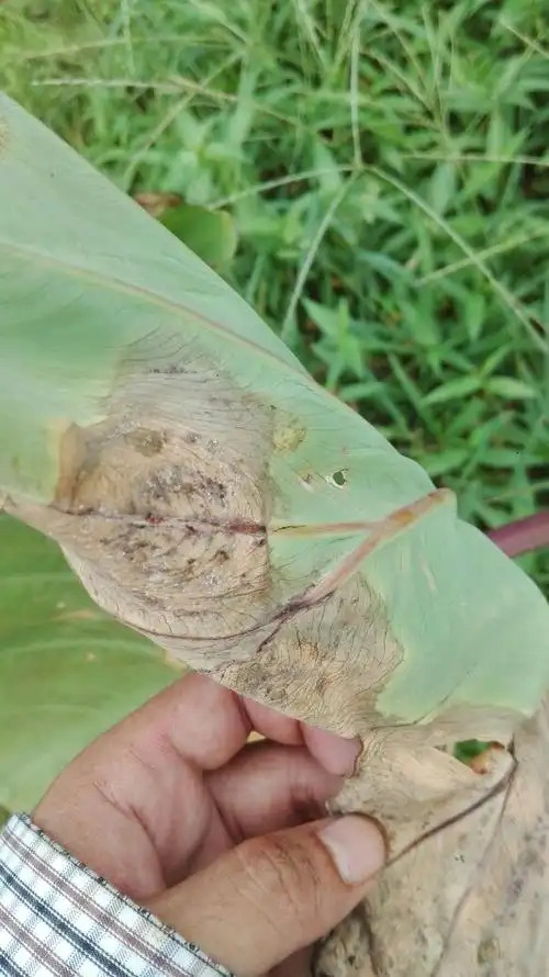各位专家,芋头这是什么病,发病很快.
