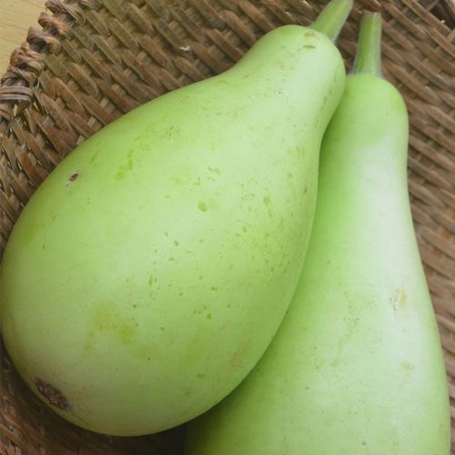 农家庭院菜种蔬菜观赏春季种籽种植瓠瓜家圆绿植