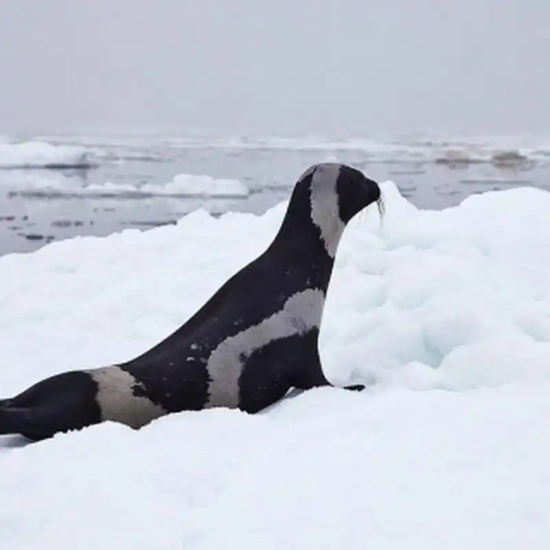 这是带纹海豹,身体呈圆柱形,成年海豹深色皮毛上有4条白色斑纹,形成
