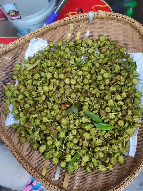 谢志坚说,莽草的果实和八角茴香很相似,但其枝叶,果实和根都有毒,毒性