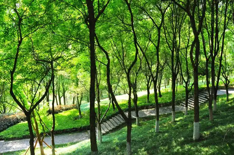 随拍公园重庆涪陵白鹤森林公园